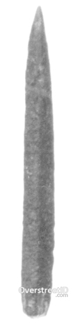 Bone Pin Artifact